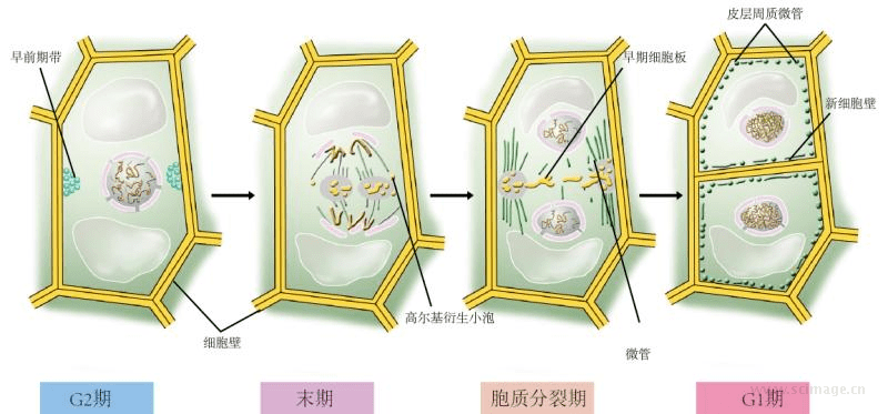 小苹果版-细胞分裂细胞分裂的五个阶段图