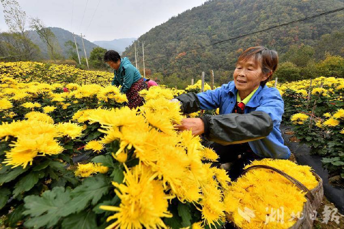 我是皇客户端三国之征伐伏皇后-第2张图片-太平洋在线下载