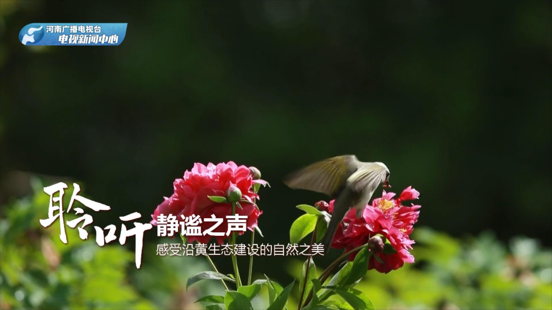大河之声移动客户端大河客户端是什么级别-第2张图片-太平洋在线下载