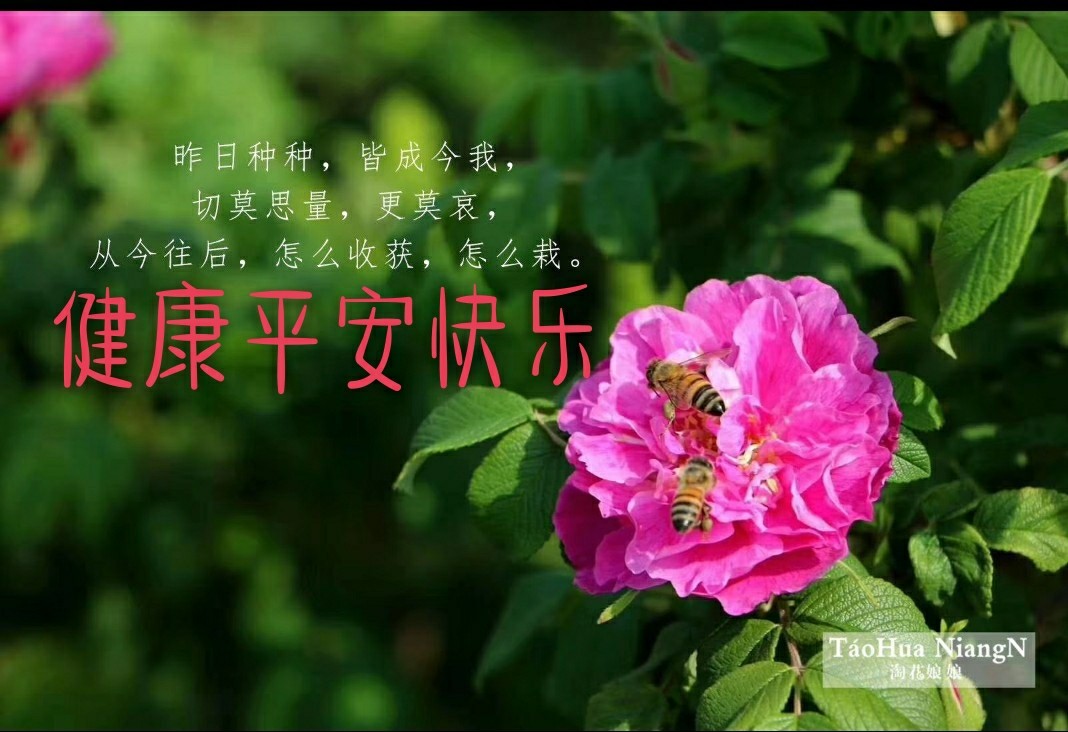 淘花安卓版淘花下载安卓-第1张图片-太平洋在线下载