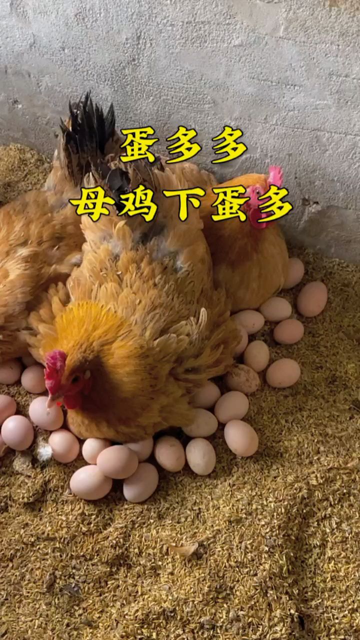 金鸡下蛋安卓版4399小鸡下蛋-第2张图片-太平洋在线下载