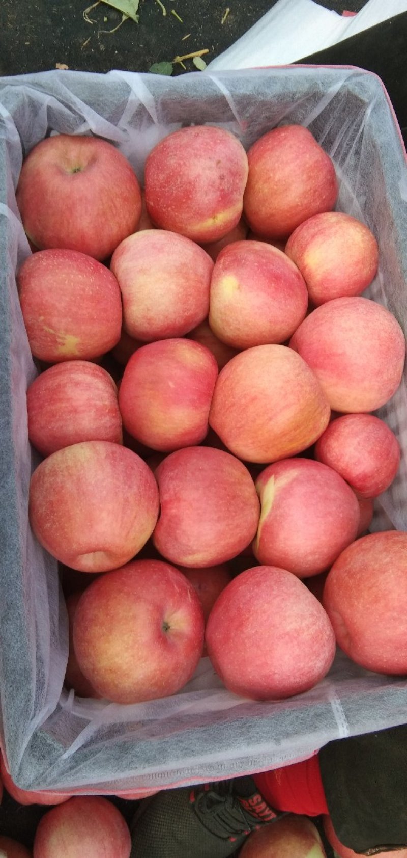 寒版苹果(寒版苹果价格)-第4张图片-QuickQ官网 寒版苹果(寒版苹果价格)-第4张图片-QuickQ官网