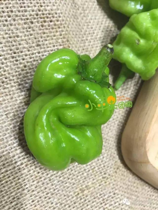 青菜版小苹果改编版(小苹果清唱男声)