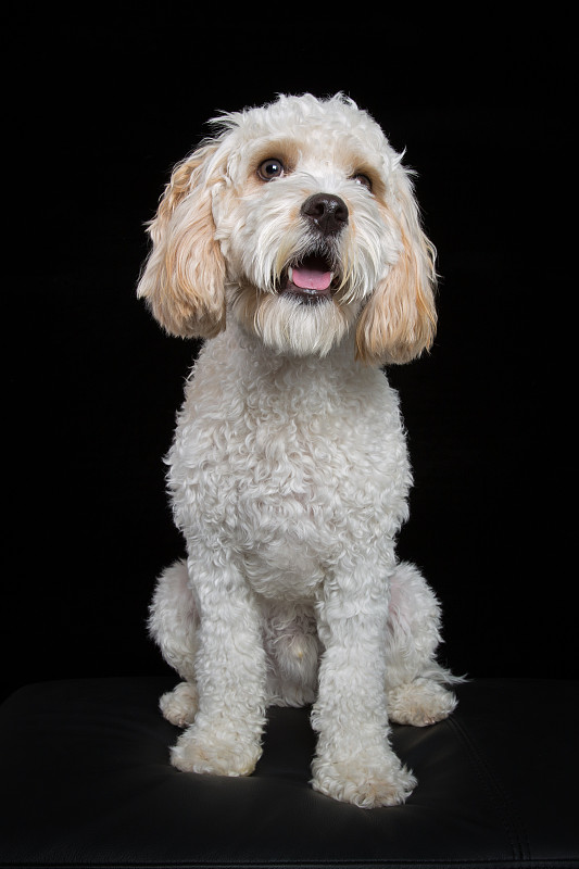 国王版手机下载苹果版(国王版手机下载苹果版软件)-第1张图片-QuickQ官网