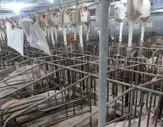 养猪大亨红包版苹果版(养猪大亨红包版最新版本)-第1张图片-QuickQ官网