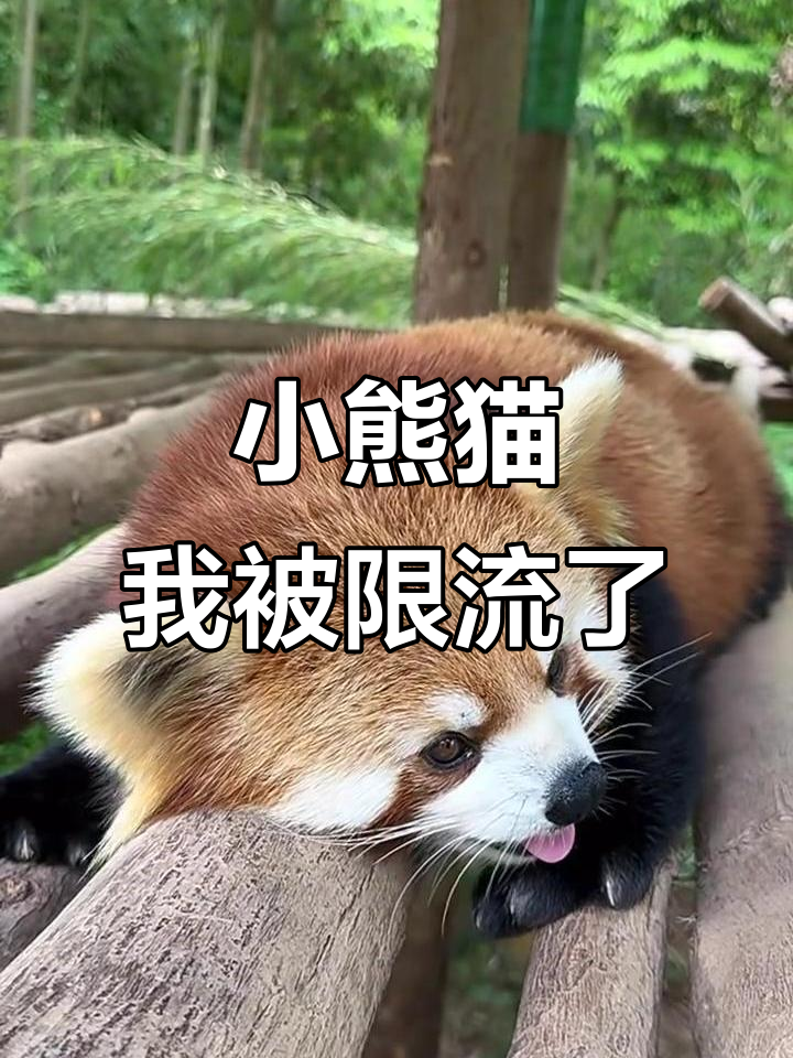 熊猫直播手机主播版(熊猫直播手机主播版本下载)-第1张图片-QuickQ官网